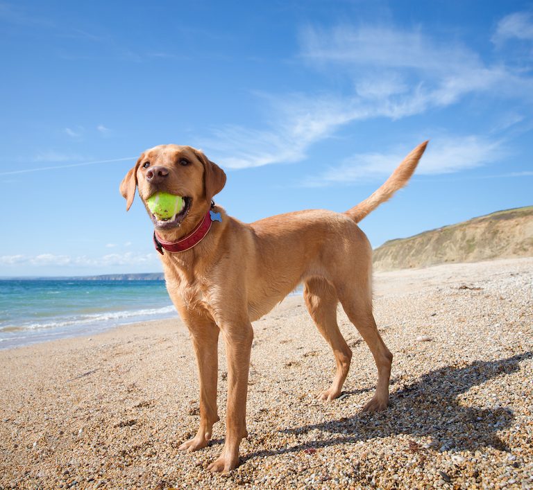 Friendly dog on the beach in Cornwall