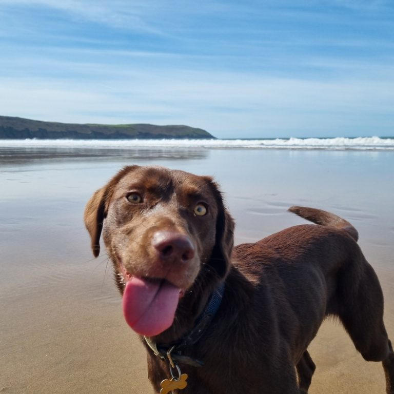 Energetic pup on a dog friendly beach